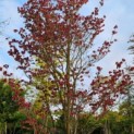 cornus florida 'Rainbow'