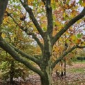 Platanus x hispanica - 1