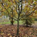 Platanus x hispanica - november 2024