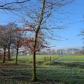 Fagus sylvatica 'Atropunicea' - 3