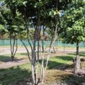 Parrotia persica 'Vanessa' - 2