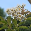 Lagerstroemia 'Natchez' - impressie foto bloeiwijze 2e helft zomer