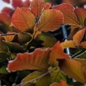Fagus sylvatica 'Atropunicea' - impressie kleurnuances rode of bruine beuk