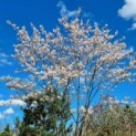 Amelanchier lamarckii - 4