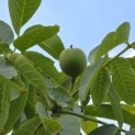Juglans regia - 6