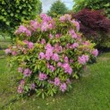 Rhododendron ponticum 'Roseum' - Foto 2