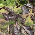 Fagus sylvatica 'Riversii' - 2