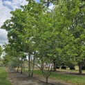 Halesia coralina - 3