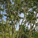 Heptacodium miconioides - 5