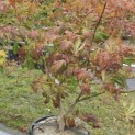 Acer palmatum 'Aconitifolium' - Foto 3