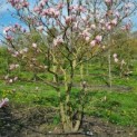 Magnolia 'Susan' - 3