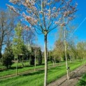 Amelanchier arborea 'Robin Hill' - 2