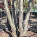 Parrotia persica - Foto 2