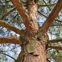 Pinus sylvestris - Foto 1