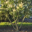 Prunus laurocerasus 'Novita' - Foto 2