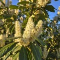 Prunus laurocerasus 'Novita' - Foto 3