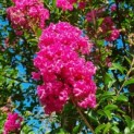 Lagerstroemia indica 'Rosea' - 4