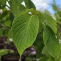 Cornus controversa - Foto 3