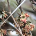 Sycoparrotia winterbloei