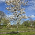 Amelanchier lamarckii - 3