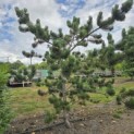 Pinus nigra Oregon Green - 1