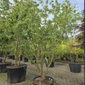 Cornus kousa 'Schmetterling' - 2