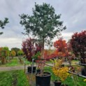 Pinus sylvestris - 3