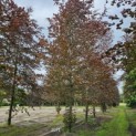 Fagus sylvatica 'Atropunicea' - 2