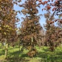 Fagus sylvatica 'Atropunicea' - mei 2024
