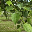 Betula nigra - 8