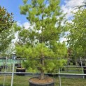 Pinus strobus - Foto 1