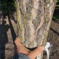 Ginkgo biloba - 2