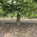 Carpinus betulus - 3