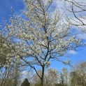 Amelanchier lamarckii - 1