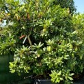 Rhododendron Roseum Elegans - 3
