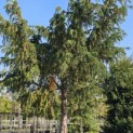 Taxus baccata dovastoniana 'Aurea Pendula' - 5