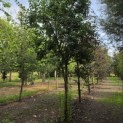 Prunus domestica 'Bleue de Belgique' - Foto 1