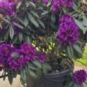 Rhododendron 'Marcel Menard' - 3