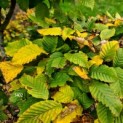 Carpinus betulus - Afbeelding 1402