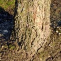 Betula nigra 965