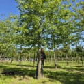 Quercus Palustris - 7