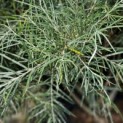 Salix 'Rosmarinifolia' - zomerblad