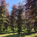 Fagus sylvatica 'Atropunicea' - 2