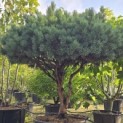 Pinus sylvestris 'Watereri' - Foto 1