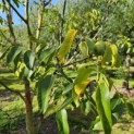Juglans regia 'Buccaneer'' - 8