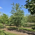Cercidiphyllum japonicum - Foto 1