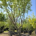 Cornus kousa 'Milky Way' - Foto 4