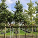 Ilex Nellie Stevens - Foto 3