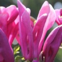 Magnolia 'Susan' - Afbeelding 2