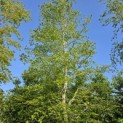 Fagus sylvatica - 2